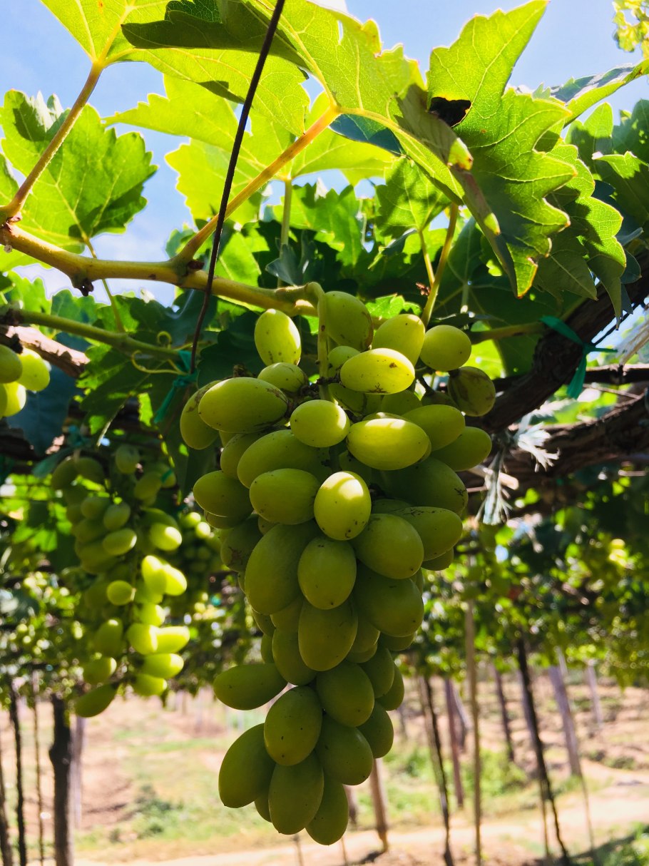 Виноград урум