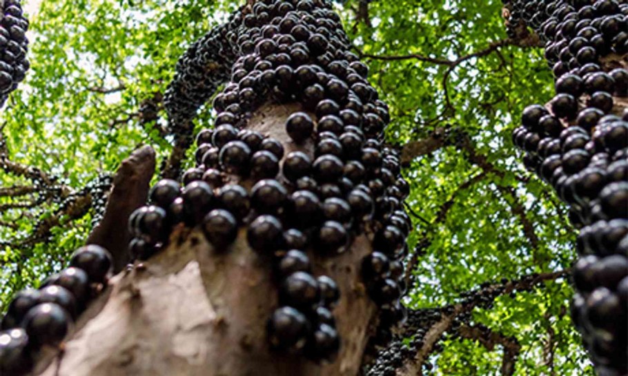 Бразильское дерево джаботикаба