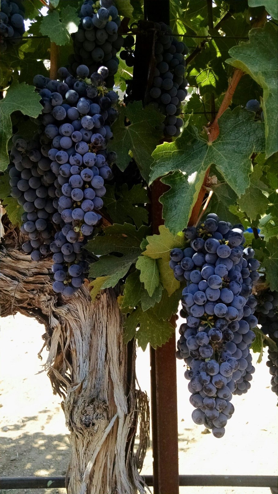 Бонсай виноград