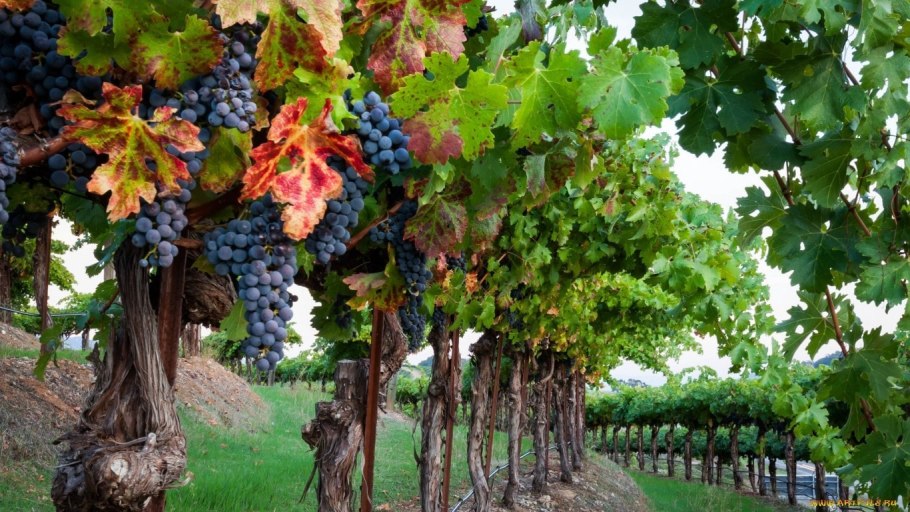 Виноград с гроздьями виноградник Кубань