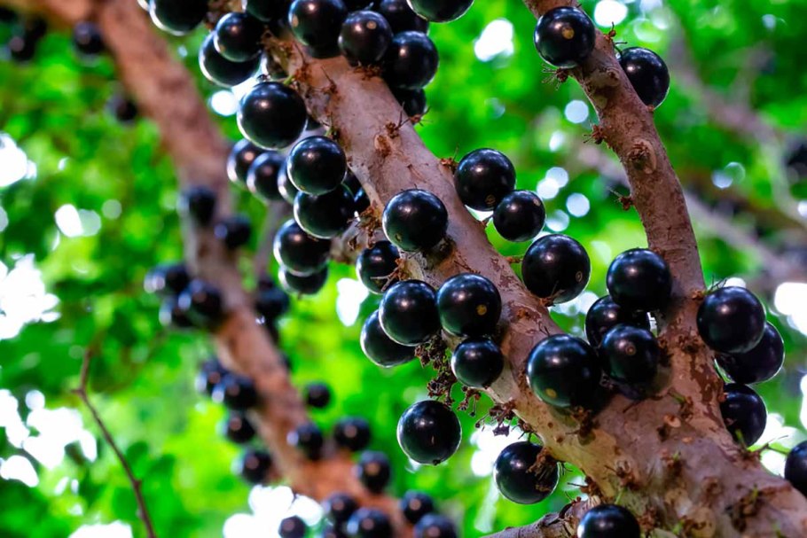 Дерево Жаботикаба