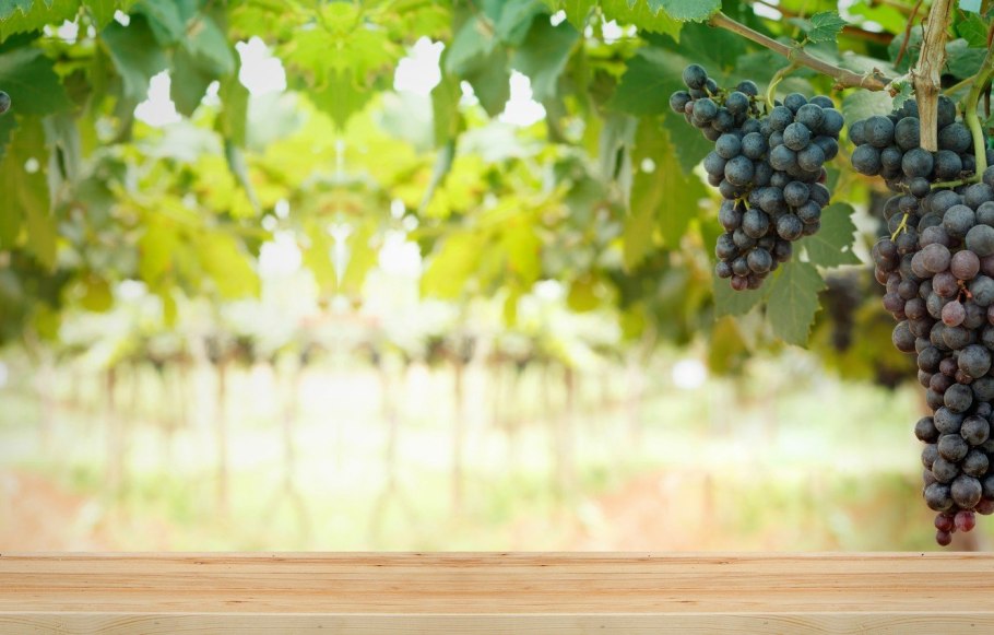 Джаботикаба бразильское виноградное дерево