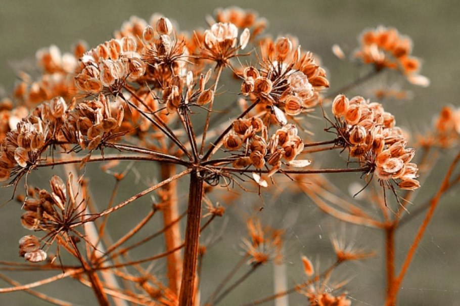 Плод борщевика Сибирского