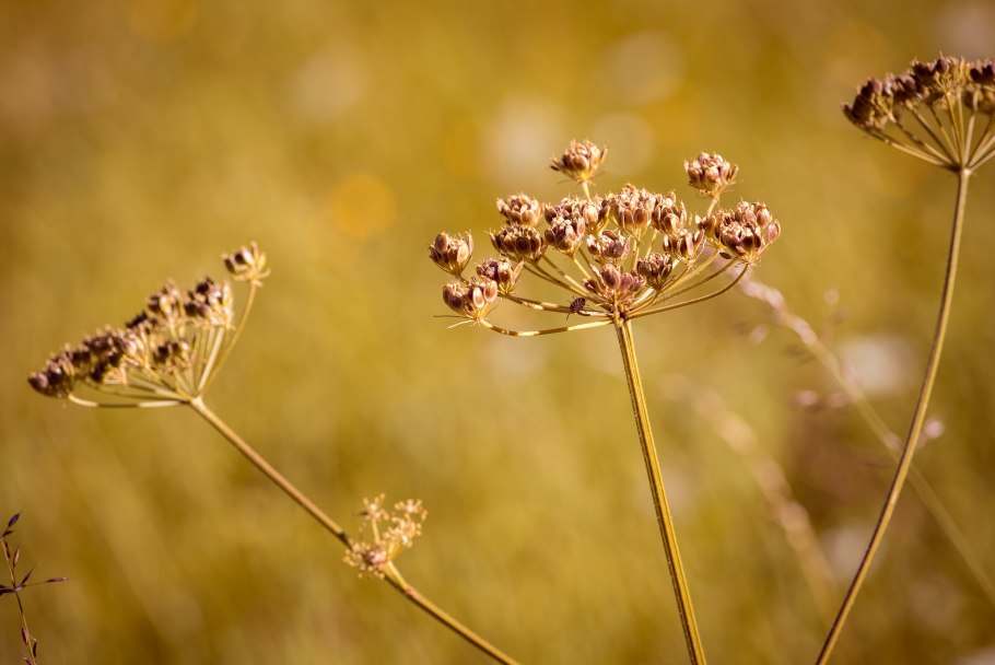 Семечки борщевика