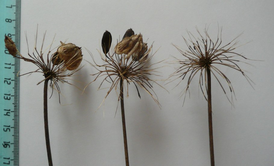 Семена борщевика