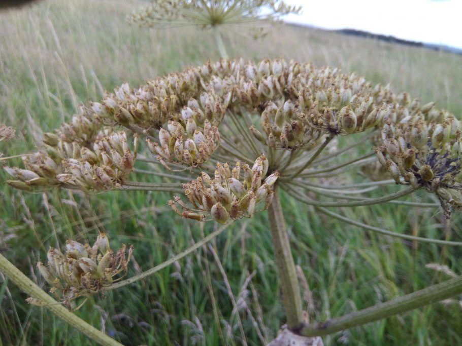 Семена борщевика Сосновского