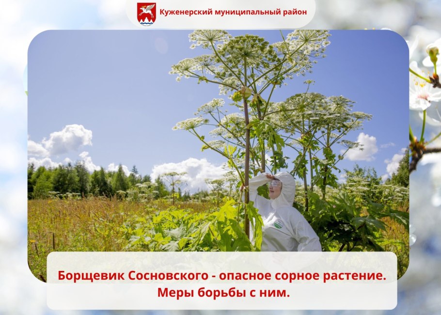 Борщевик ядовитый