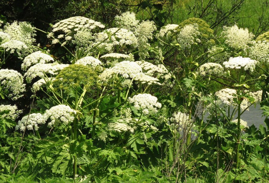 Борщевик обыкновенный листья