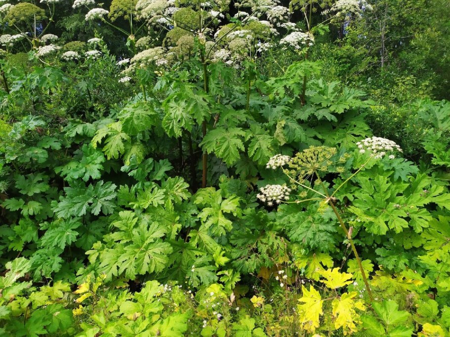 Борщевик в Германии