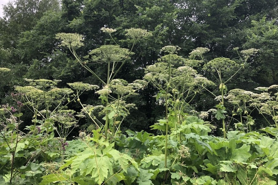 Карантинные сорняки борщевик