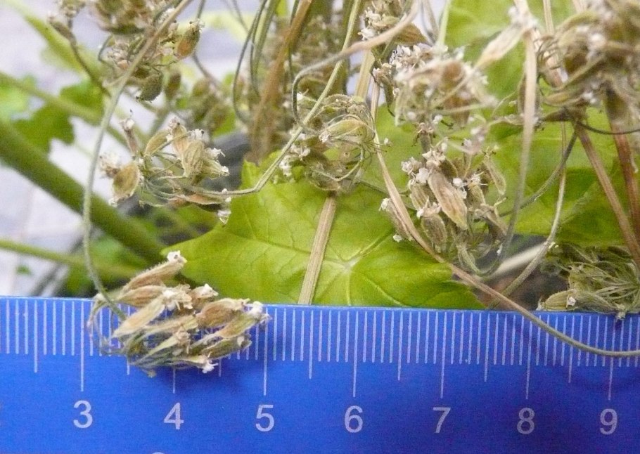 Борщевик Сибирский семена