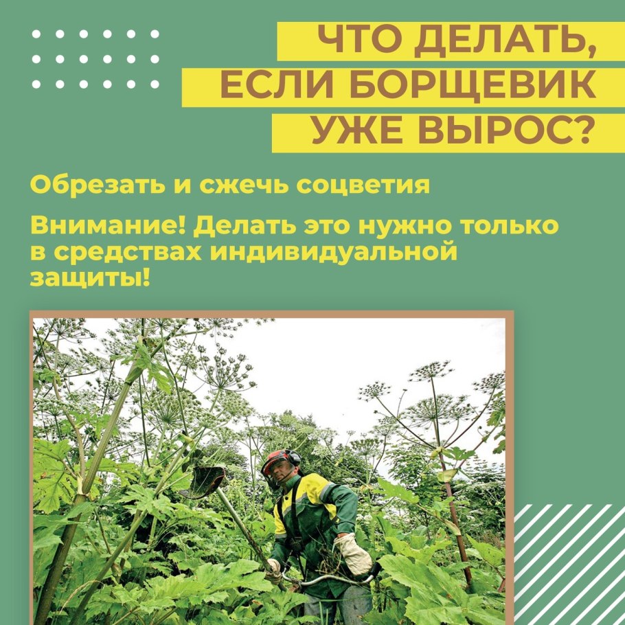 Дягиль и борщевик Сосновского