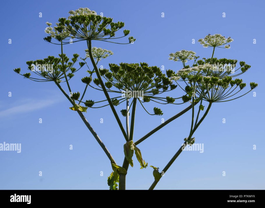 Борщевик на Камчатке