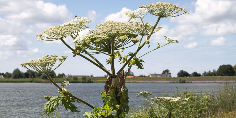 Борщевик Талдом