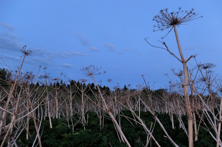 Семена борщевика Сосновского