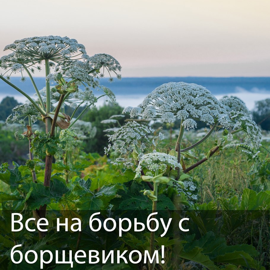 Борщевик во всех стадиях