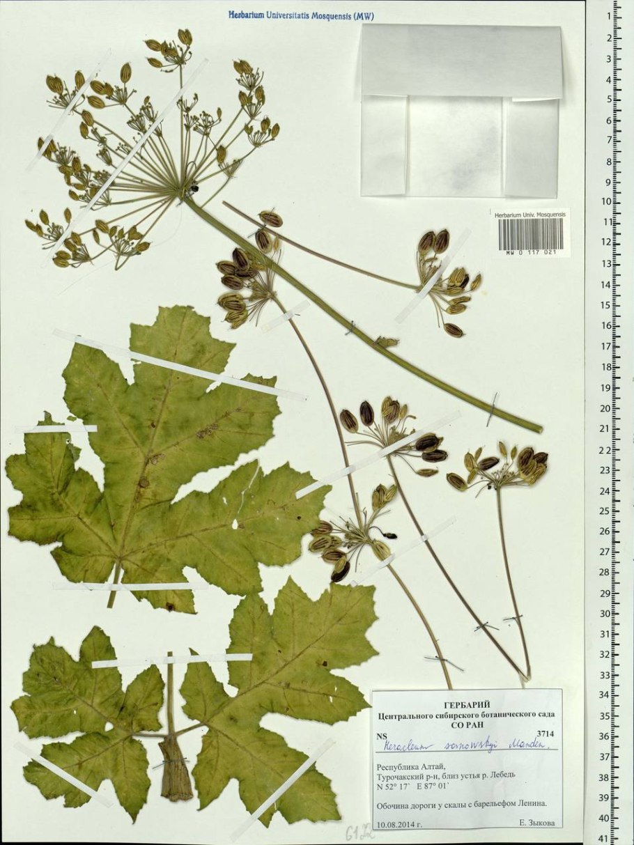 Борщевик сосновского гербарий