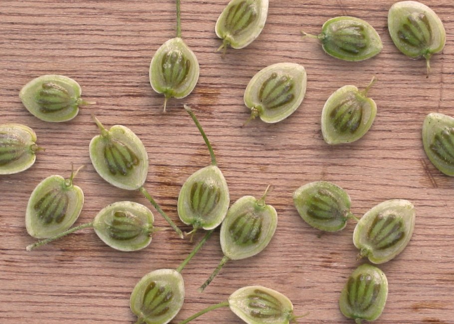 Вислоплодник плод