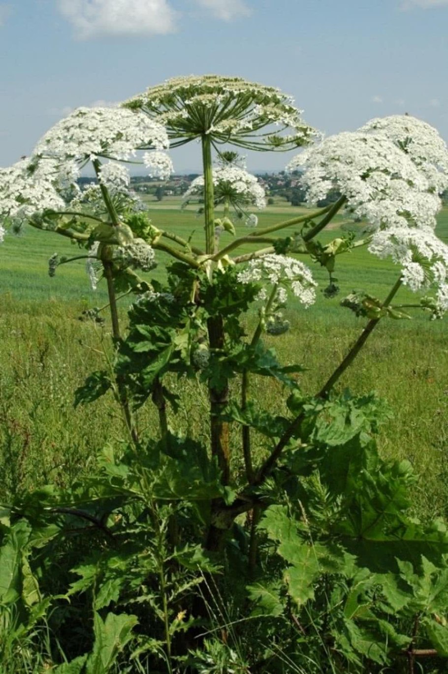 Борщевик красивые фото