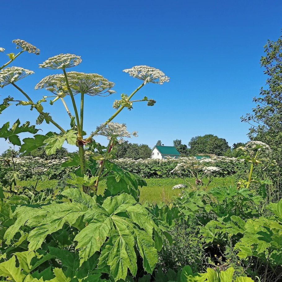 Борщевик Сосновского стебель