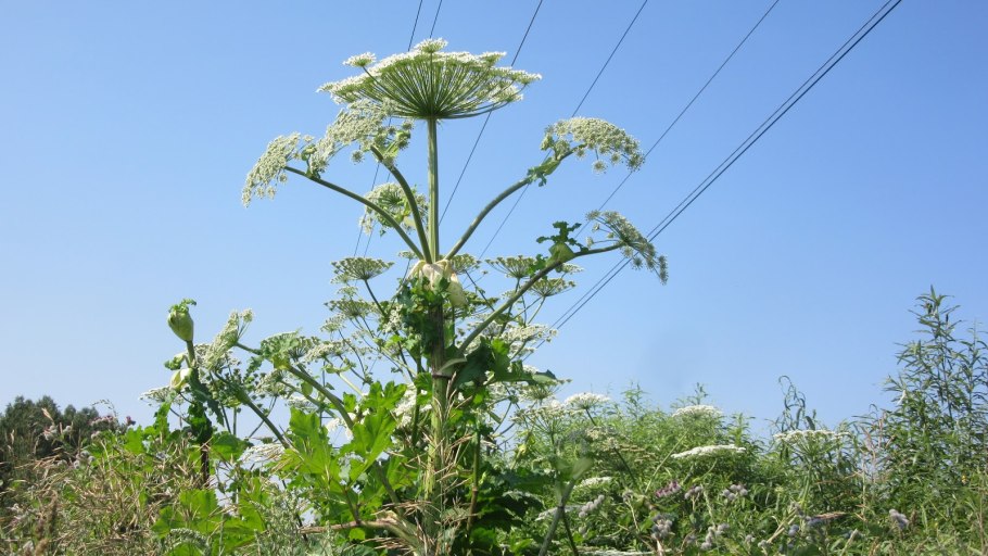 Борщевик медонос