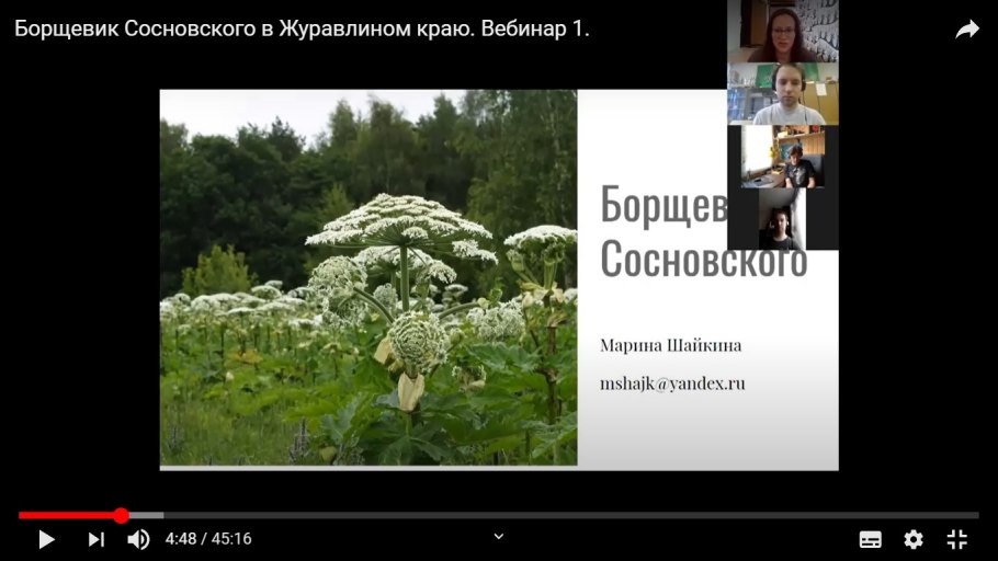 Сорняк борщевик