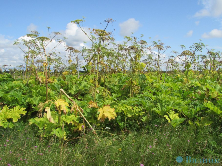 Борщевик Сосновского листья