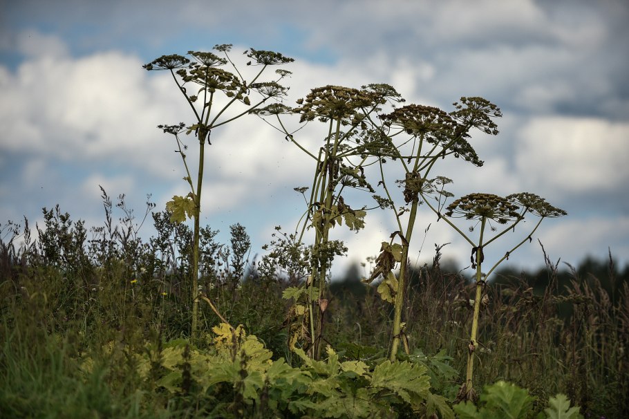 Средство от борщевика