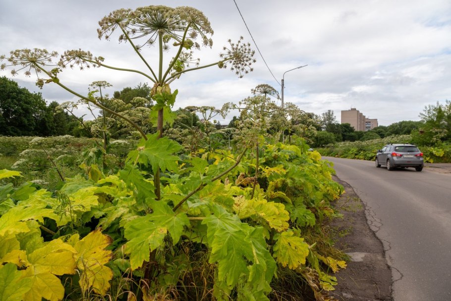 Heracleum sibiricum l. борщевик Сибирский