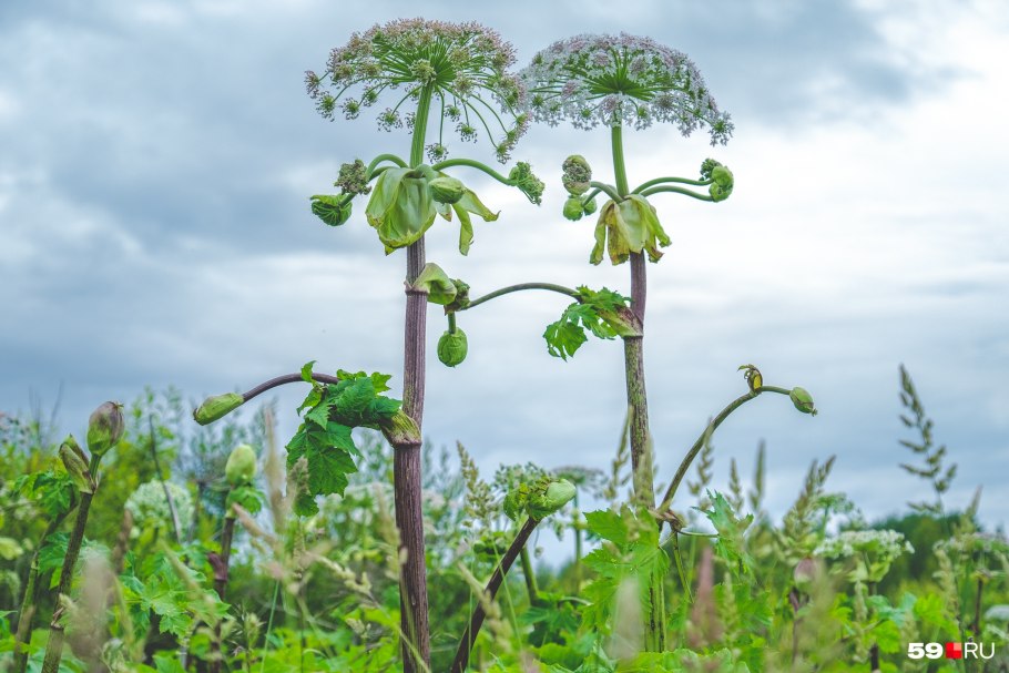 Борщевик Сибирский ядовитый