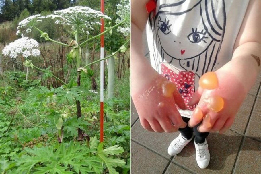 Карантинные сорняки борщевик