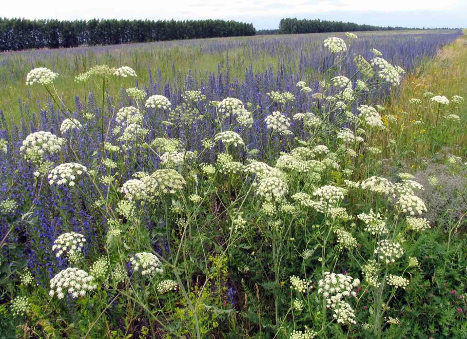 Ядовитые растения Краснодарского края борщевик