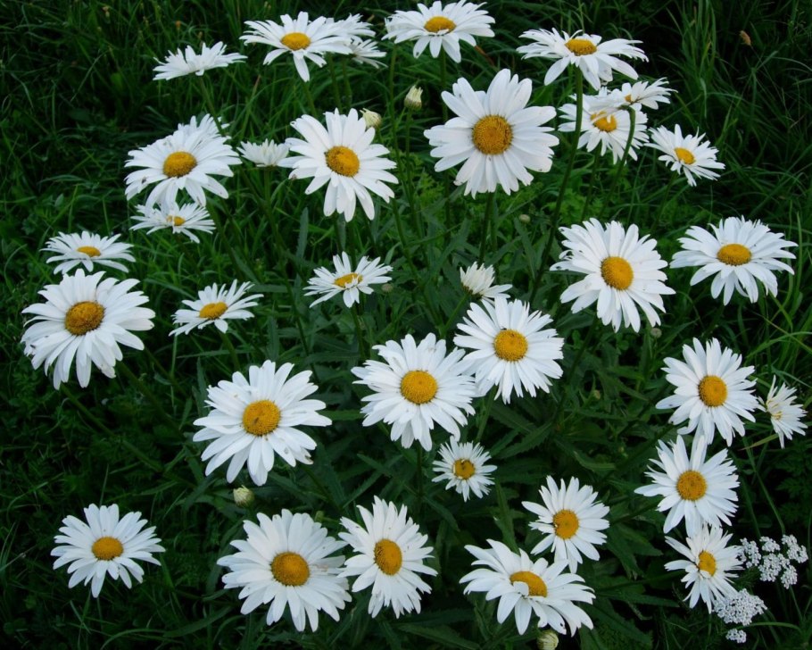 Гацания длиннострелковая