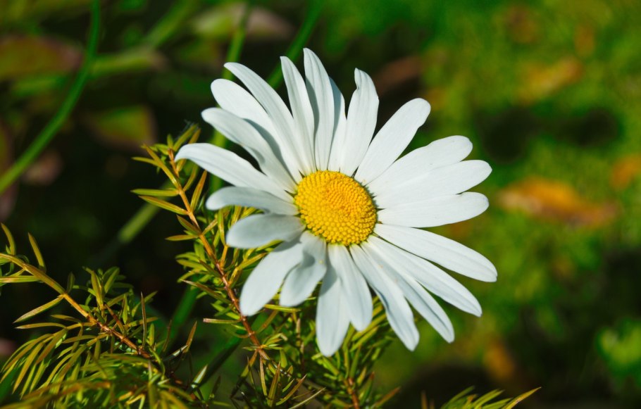 Цветковые растения Ромашка