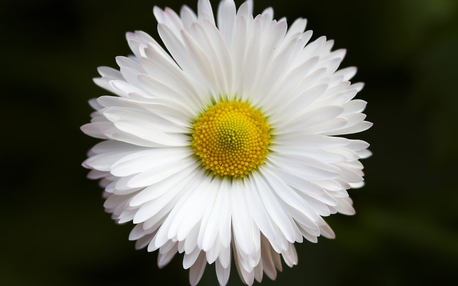 Дейзи Фловер