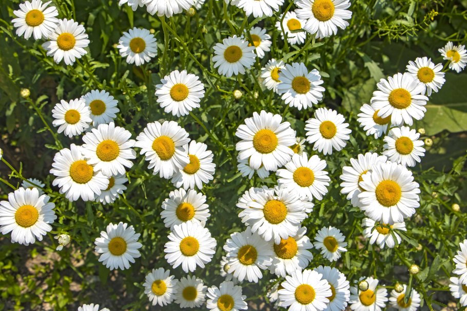 Мойчечак Гули