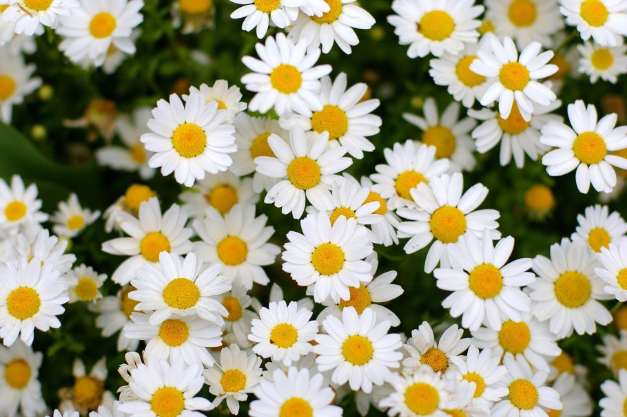 Ромашка цветы