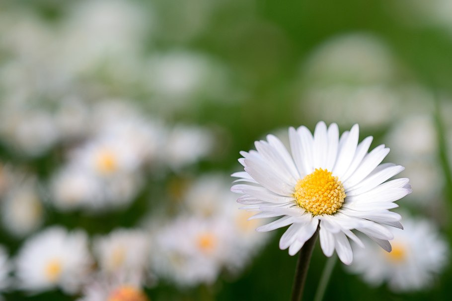 Картинки на рабочий стол ромашки