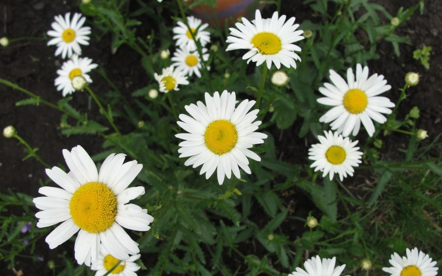 Ромашка шершавоплодная