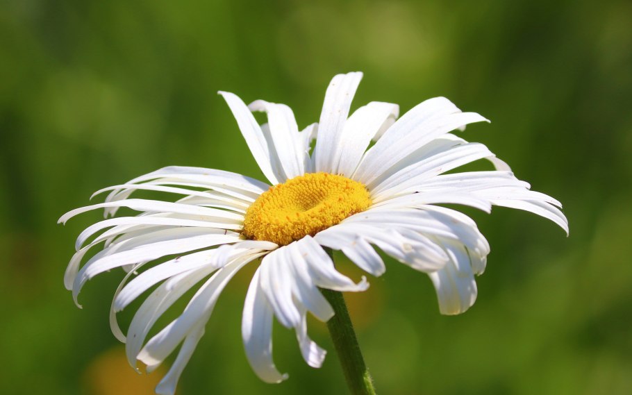 Ромашка цветы