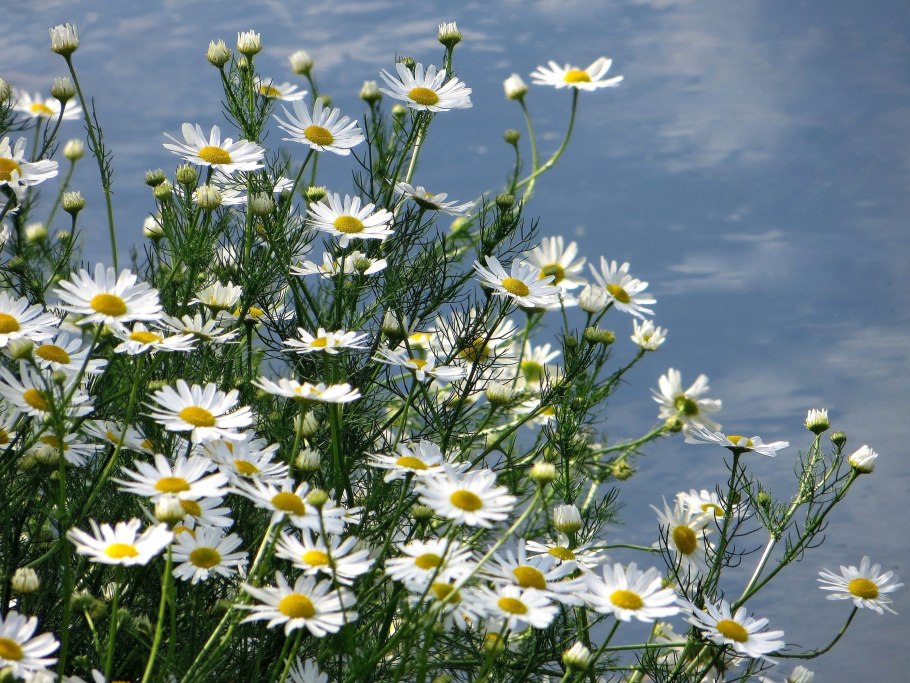 Полевые ромашки