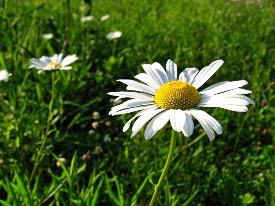 Ромашка гуль