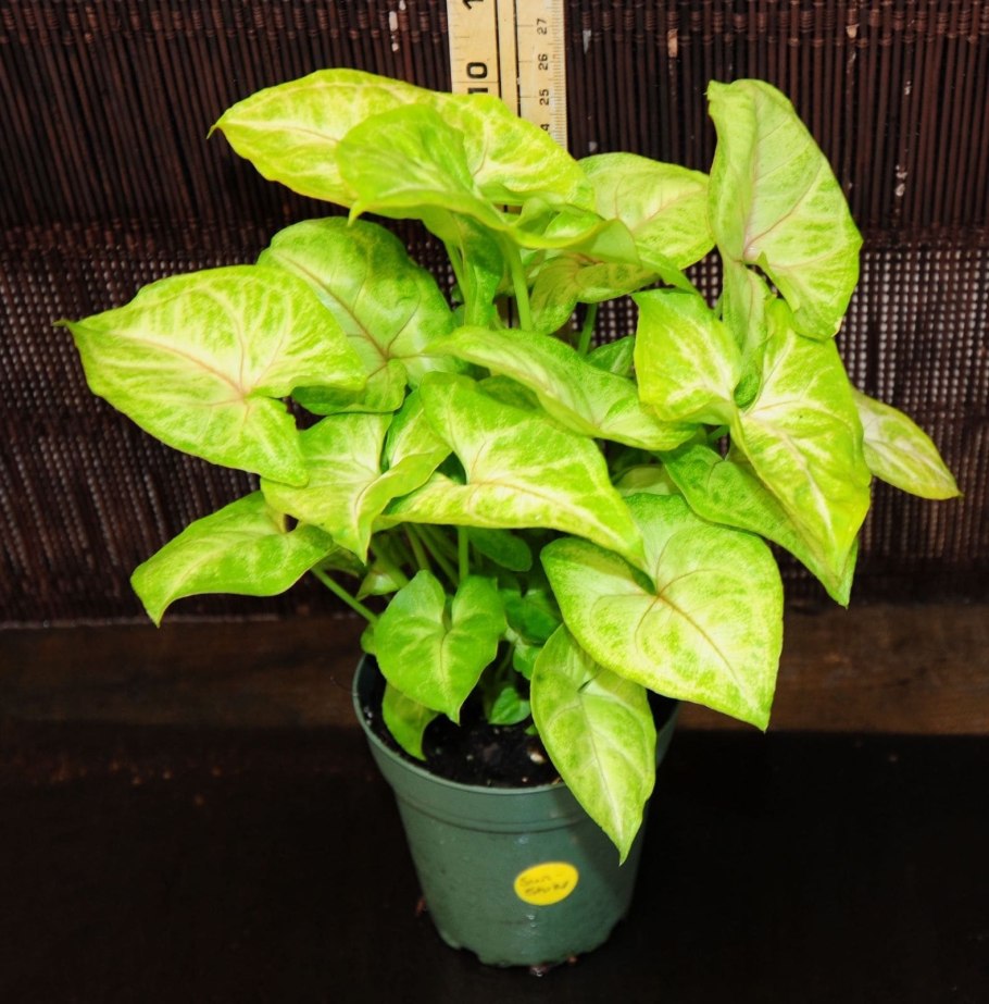 Сингониум Империал Грин