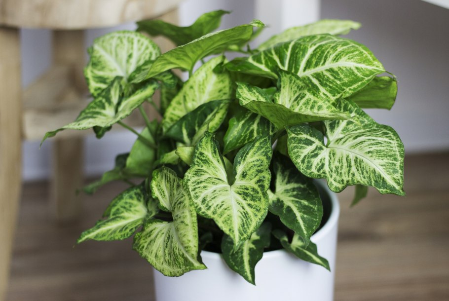 Уайт Баттерфляй сингониум