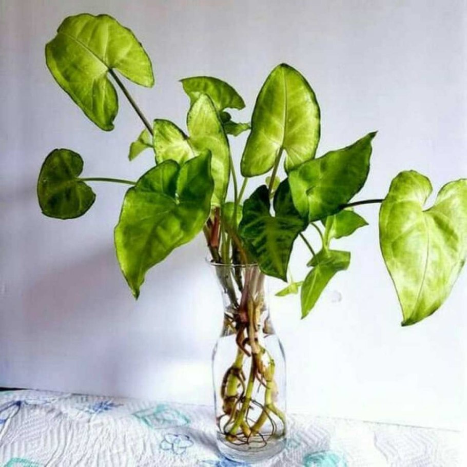 Сингониум Мунлайт