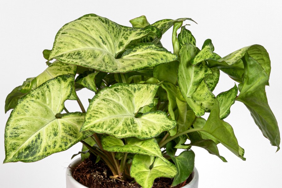 Сингониум Вариегата