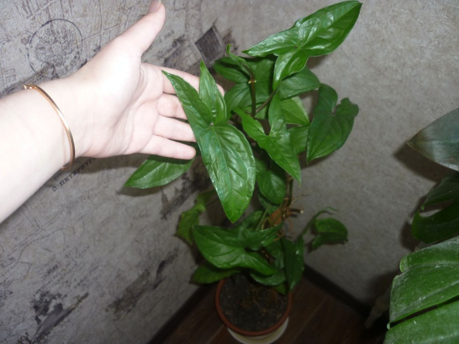 Сингониум Imperial White