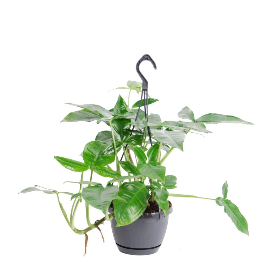 Сингониум Трилиф