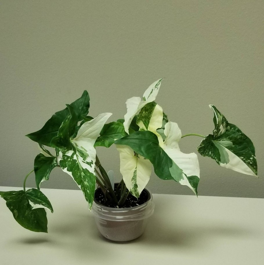 Сингониум конфетти