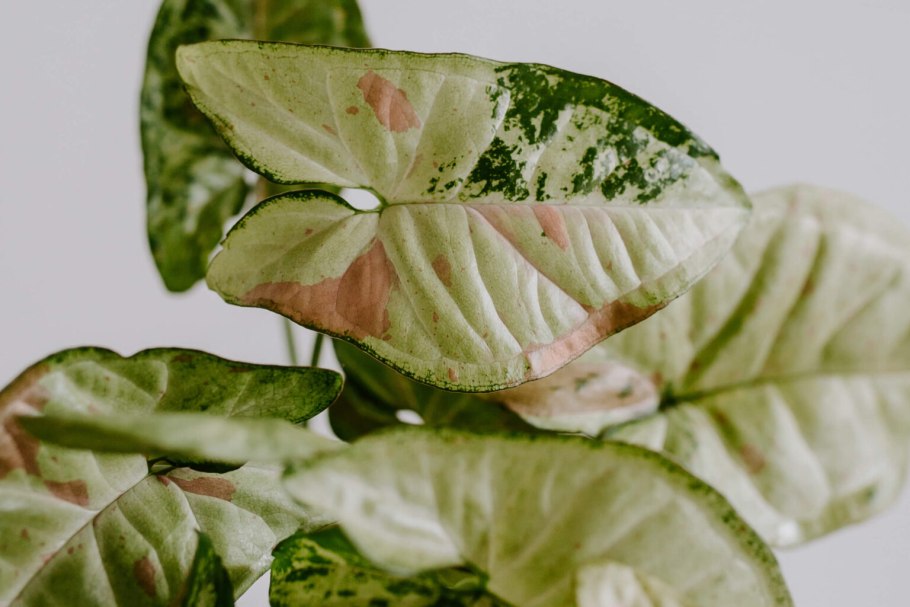 Сингониум White Butterfly